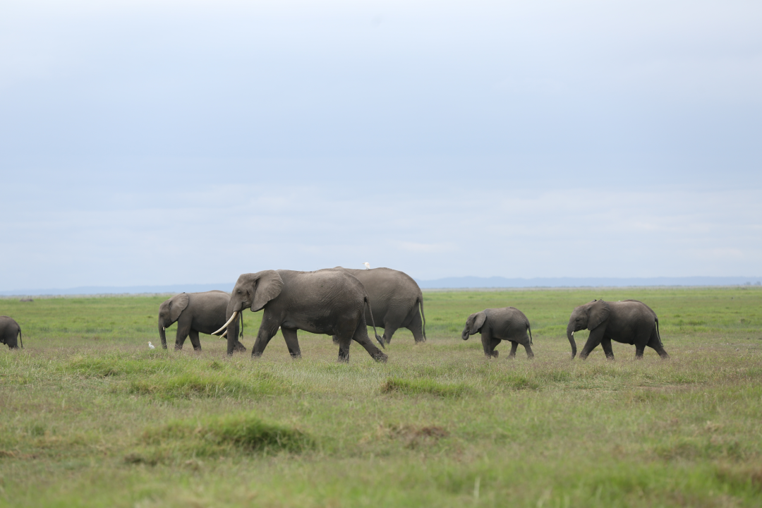 Read more about the article KNATCOM Successfully Coordinated Periodic Review of the Amboseli Biosphere Reserve